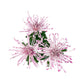 Chrysanthemum 14cm Fireworks Pink - Flowering The Horti House