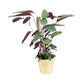Calathea 17cm in Seagrass Basket - Green Plant The Horti House