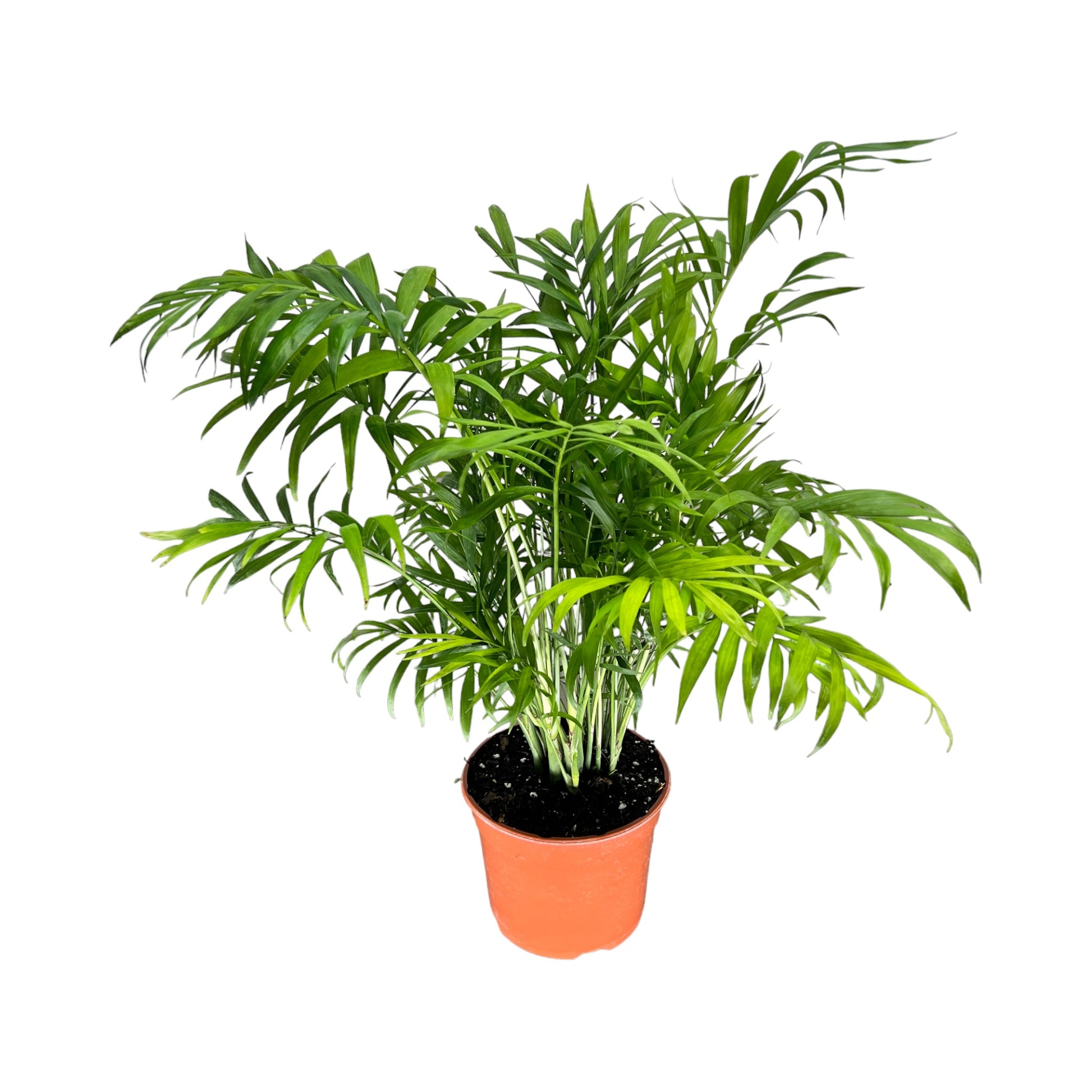 Chamaedorea 17cm Elegans - Green Plant The Horti House
