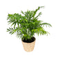 Chamaedorea 17cm Elegans in Seagrass Basket - Green Plant The Horti House