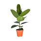 Ficus Elastica 17cm Robusta - Green Plant The Horti House