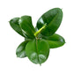 Ficus Elastica 17cm Robusta in Basket - Green Plant The Horti House