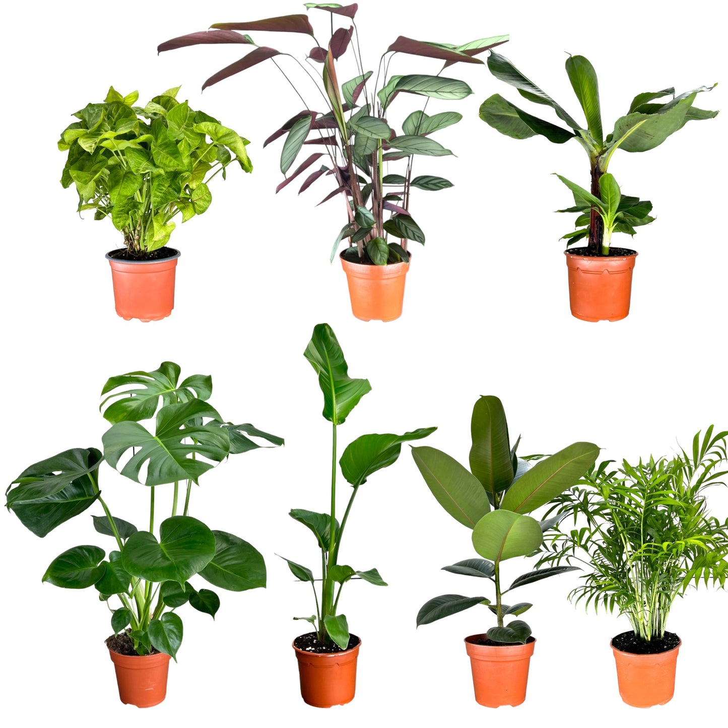 Green Plants Mix 17cm - Green Plant The Horti House