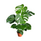 Monstera 17cm Deliciosa - Green Plant The Horti House