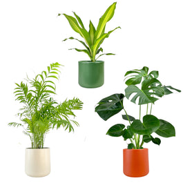 Green Plant 17cm British Mix in Cambridge Ceramic - Green Plant The Horti House