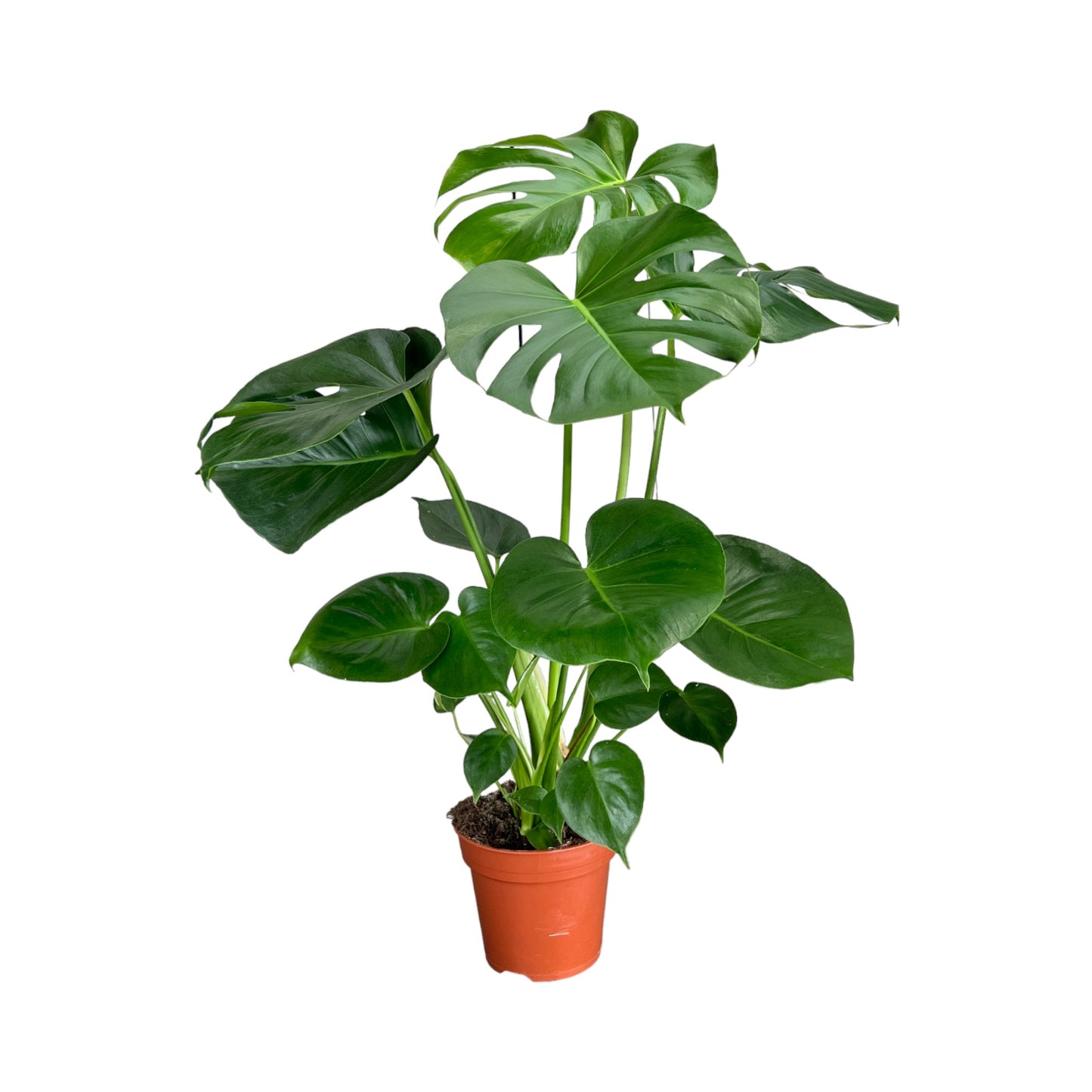 Monstera 17cm Deliciosa - Green Plant The Horti House