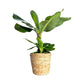 Musa 17cm Oriental Dwarf in Basket - Green Plant The Horti House
