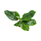 Musa 17cm Oriental Dwarf - Green Plant The Horti House
