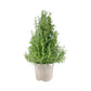 Rosemary Christmas Tree 17cm - Orchid The Horti House