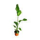 Strelitzia 17cm Nicolai - Green Plant The Horti House