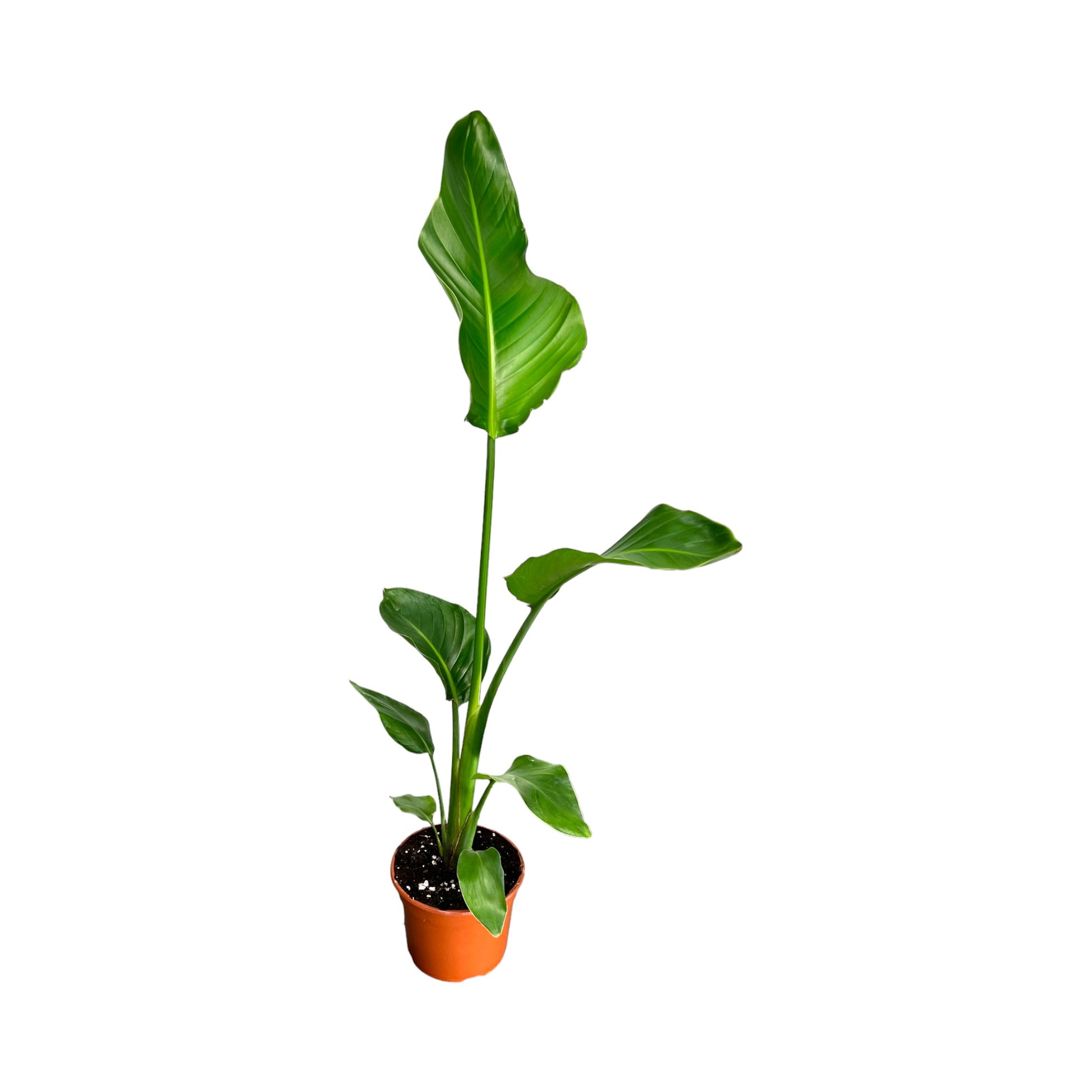 Strelitzia 17cm Nicolai - Green Plant The Horti House
