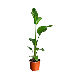 Strelitzia 17cm Nicolai - Green Plant The Horti House