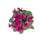 Cyclamen 10.5cm Seasonal Mix