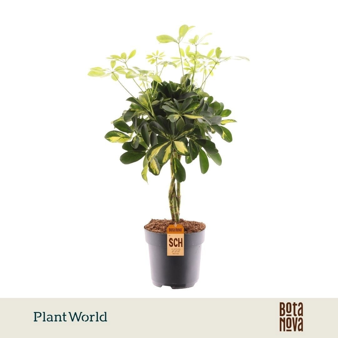 Schefflera 17cm Gold Capella Stem