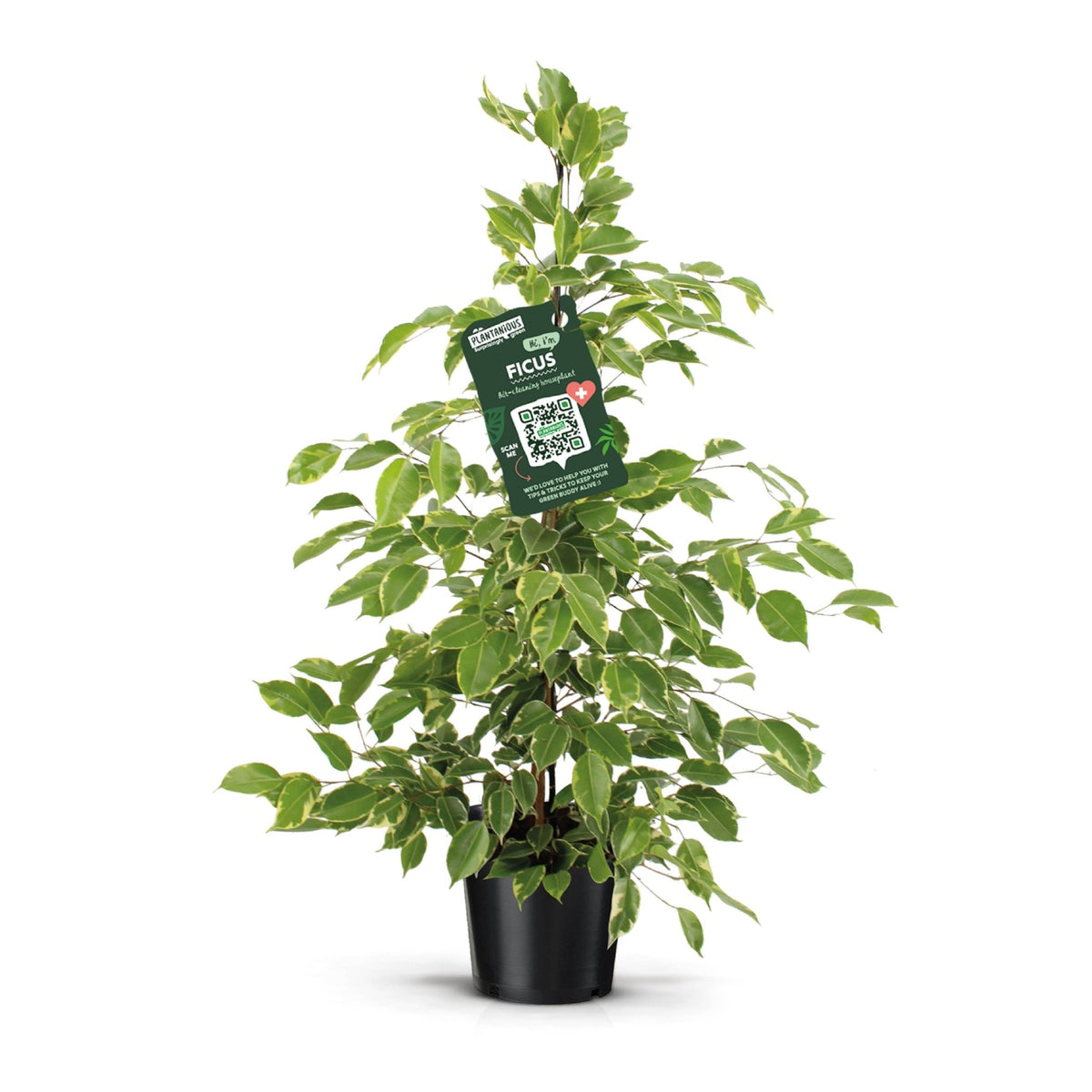 Ficus 21cm Benjamina Golden King - Foliage The Horti House