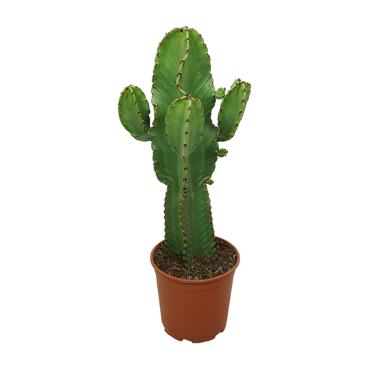 Cacti 21cm Euphorbia