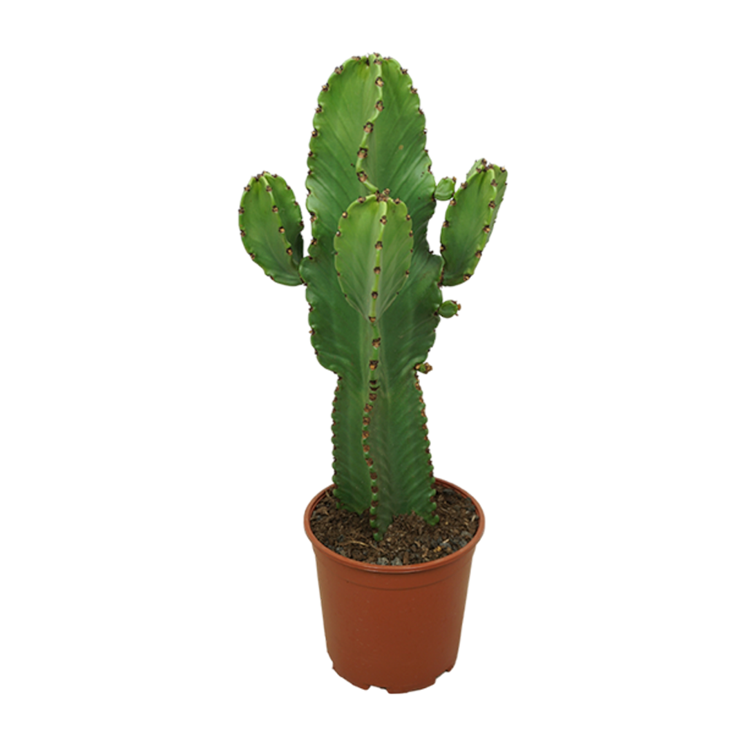 Cacti 21cm Euphorbia