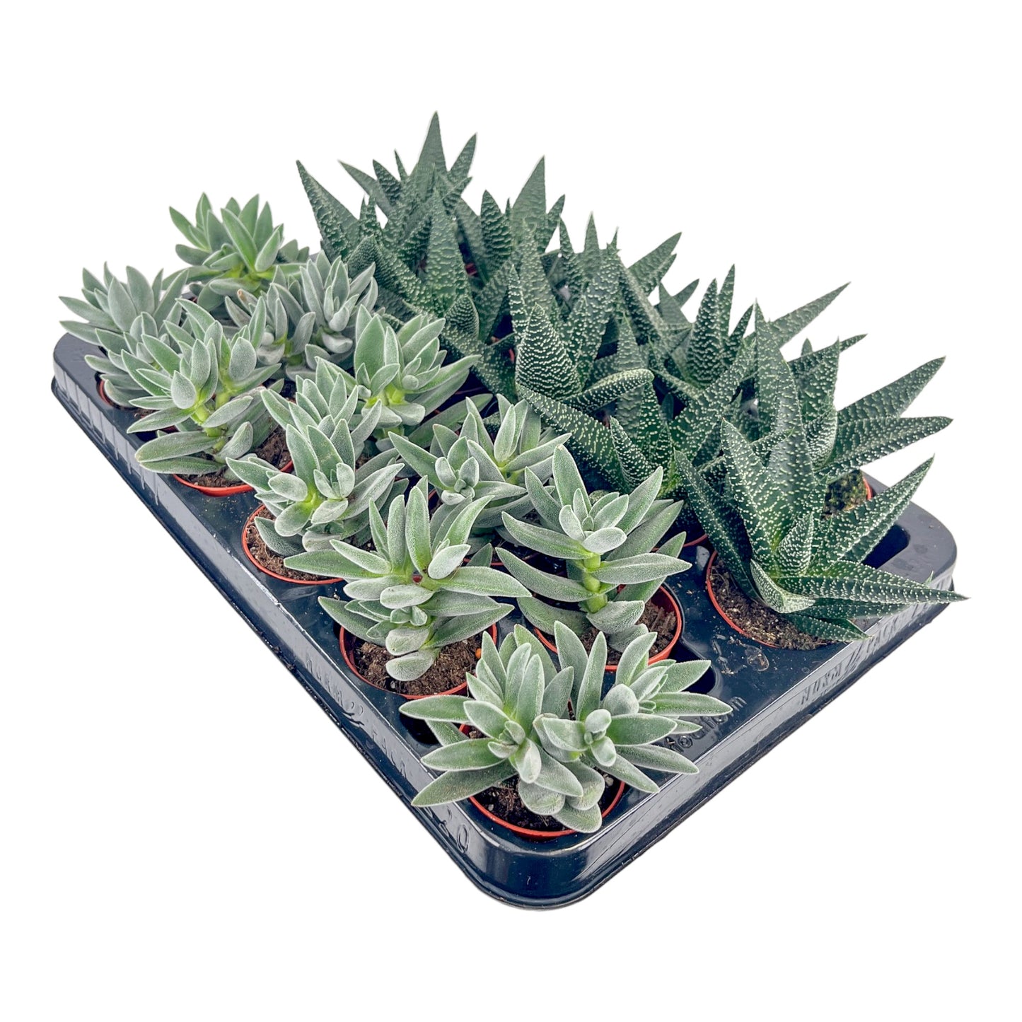Succulent 6cm Mix