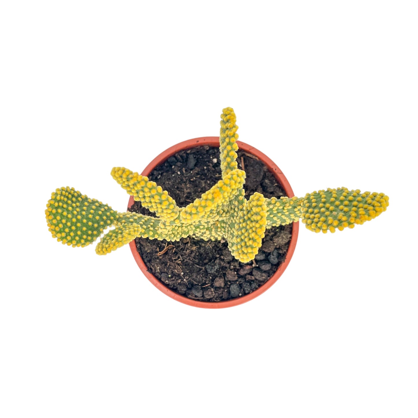 Cacti 17cm Opuntia in Terracotta