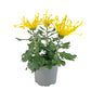 Chrysanthemum 14cm Fireworks Yellow