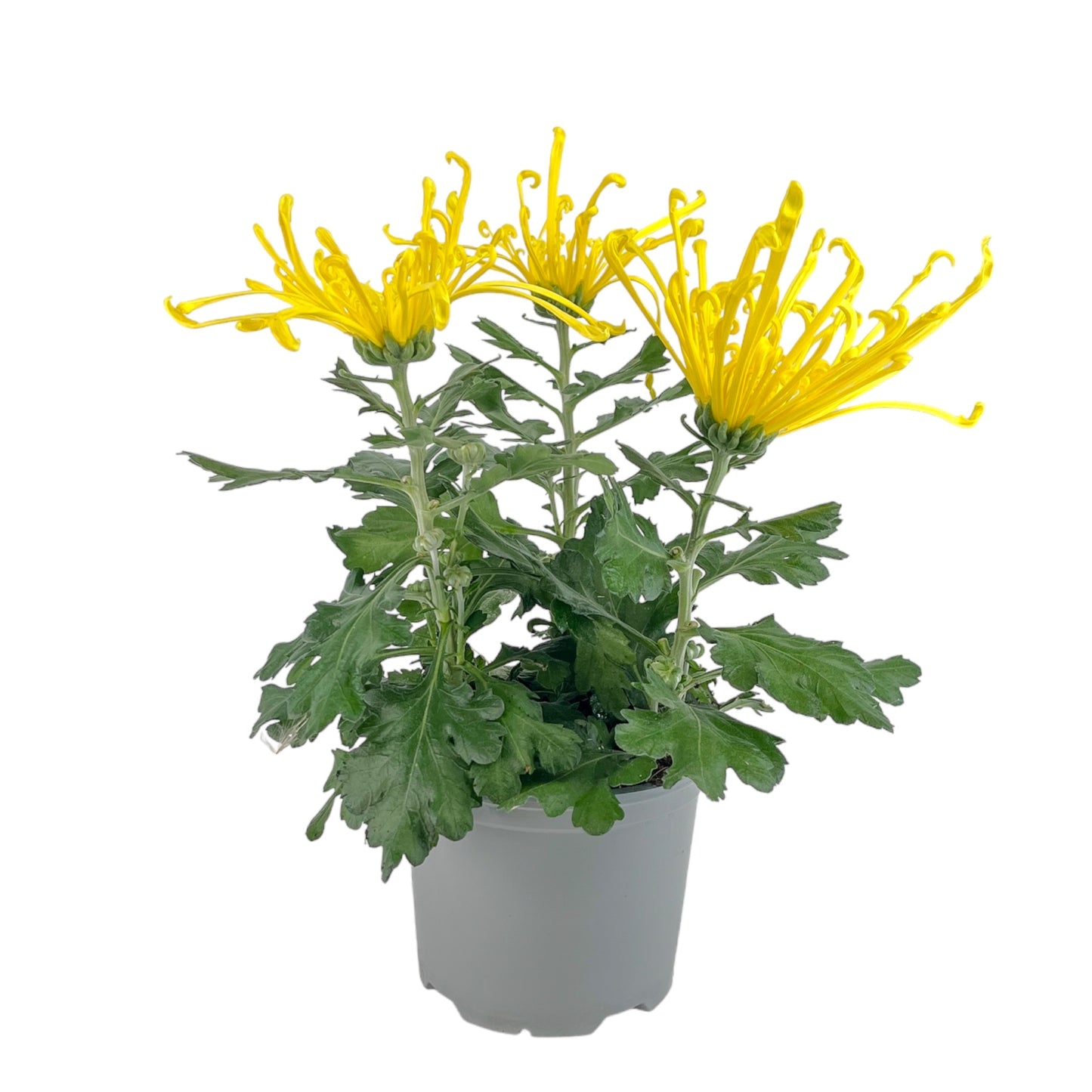 Chrysanthemum 14cm Fireworks Yellow