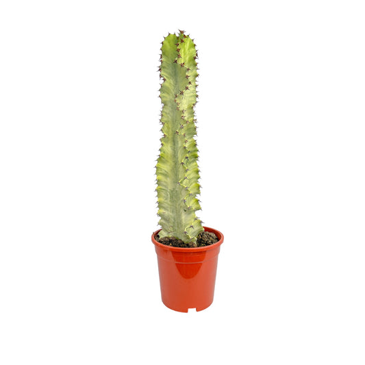 Euphorbia Marmorata 17cm
