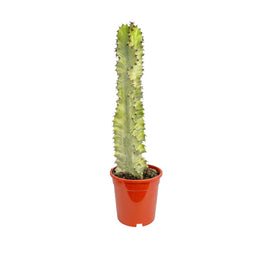 Euphorbia Marmorata 17cm