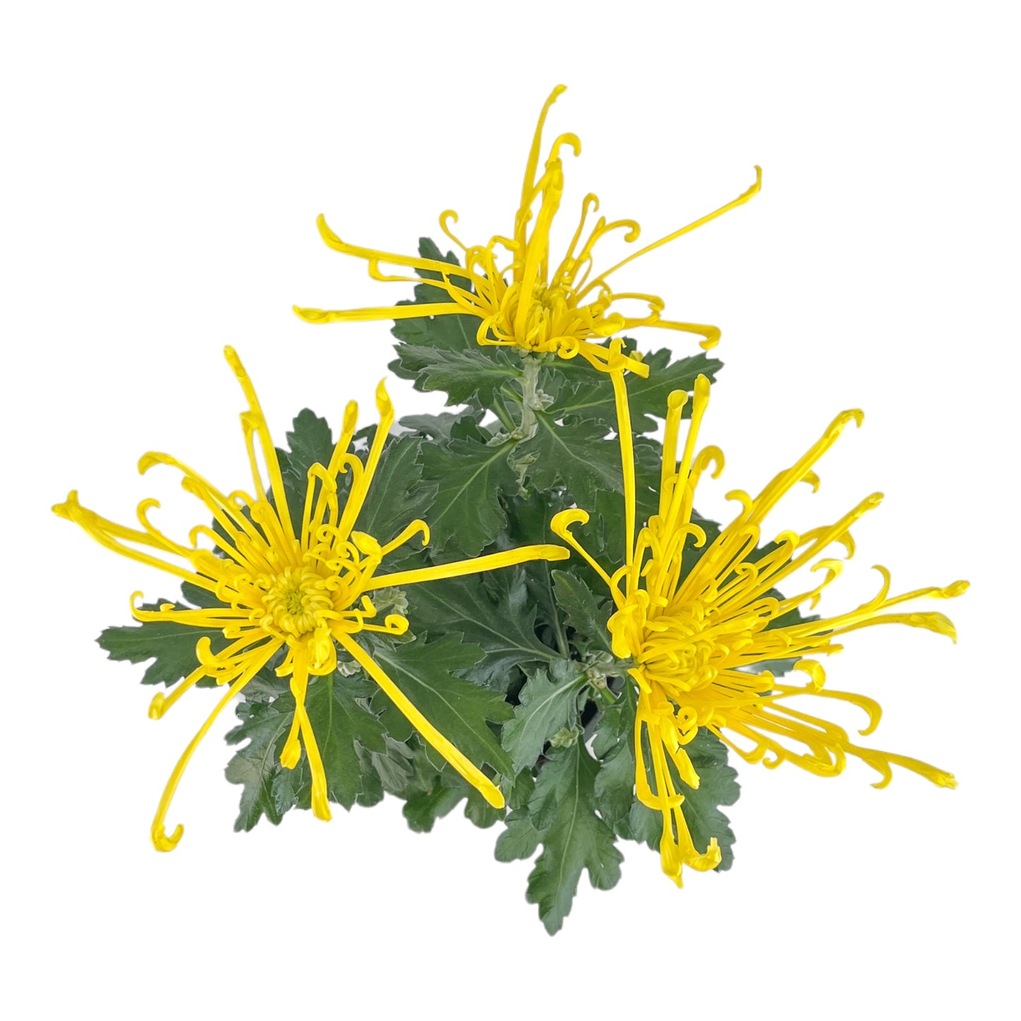 Chrysanthemum 14cm Fireworks Yellow