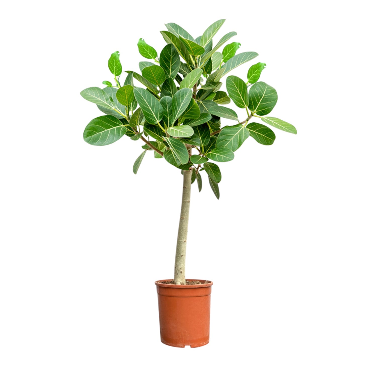 New Plants