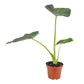 Alocasia 12cm Regal Shield