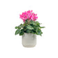 Cyclamen 10.5cm Mix in Oxford Ceramic