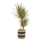 Dracaena 17cm Marginata In Basket - Green Plant The Horti House