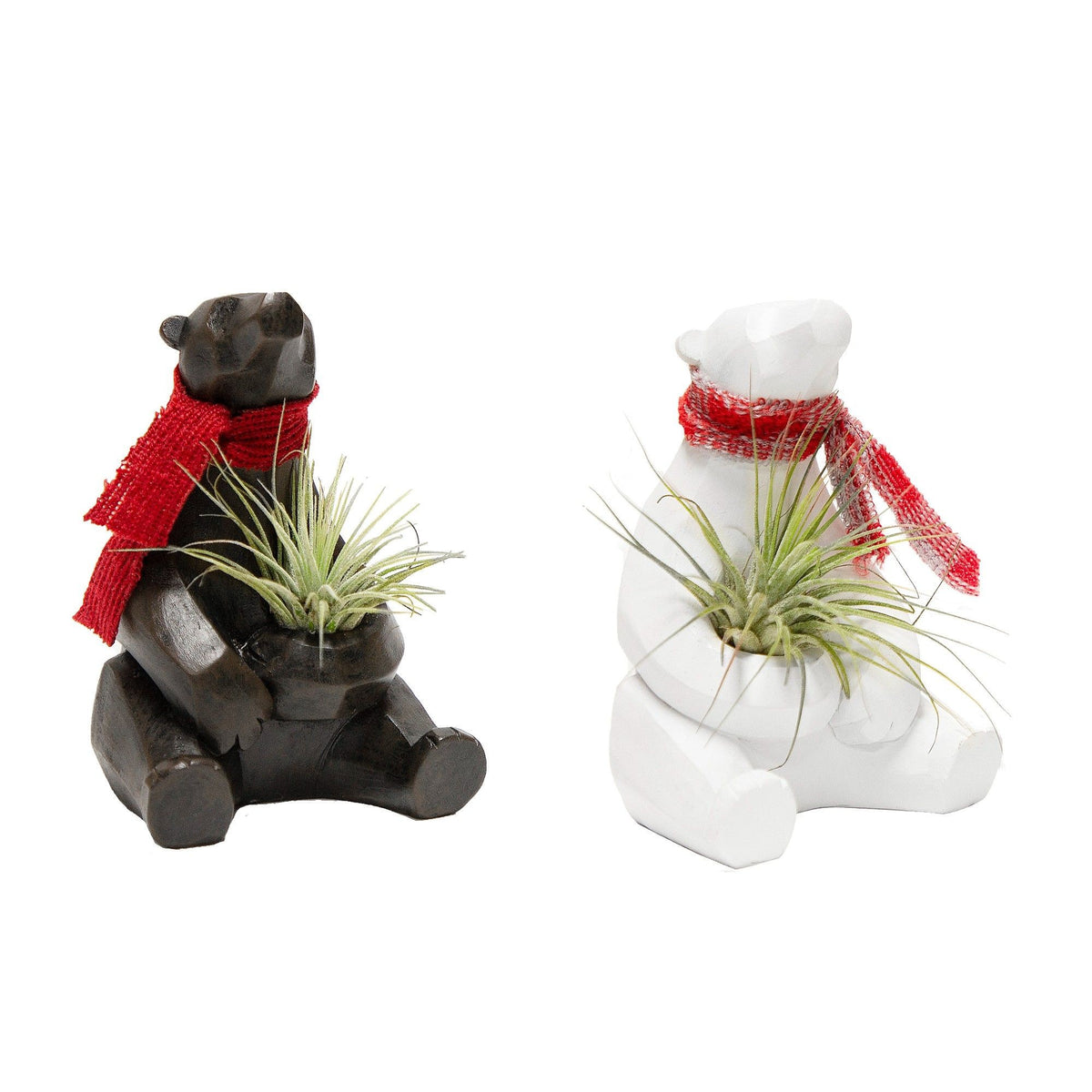 Tillandsia 4cm Holiday Bear
