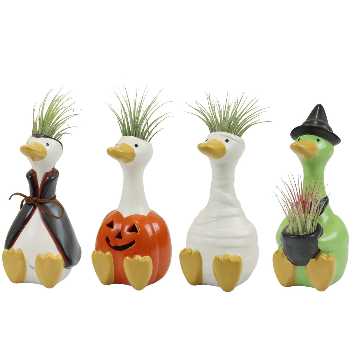 Tillandsia 4cm Spooky Goose - Airplants The Horti House