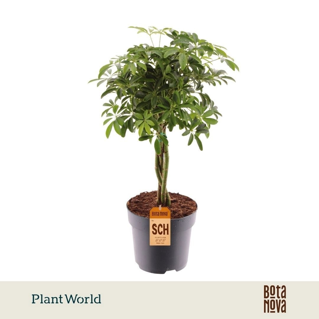 Schefflera 17cm Luseana Stem