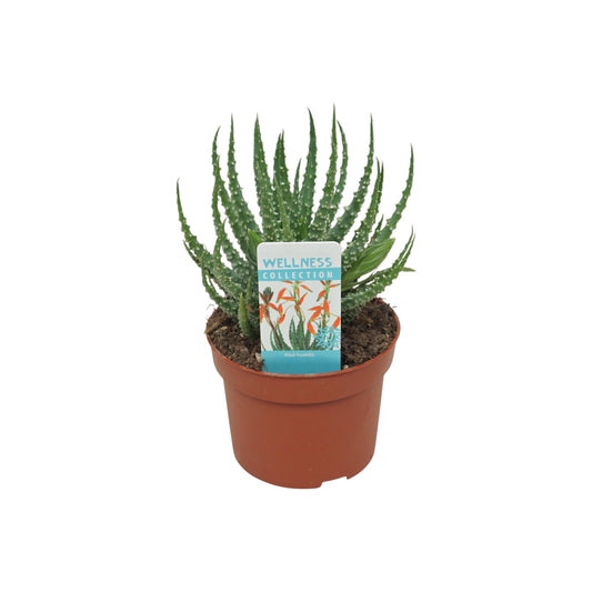 Aloe 10.5cm Humilis