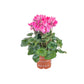 Cyclamen 10.5cm Seasonal Mix