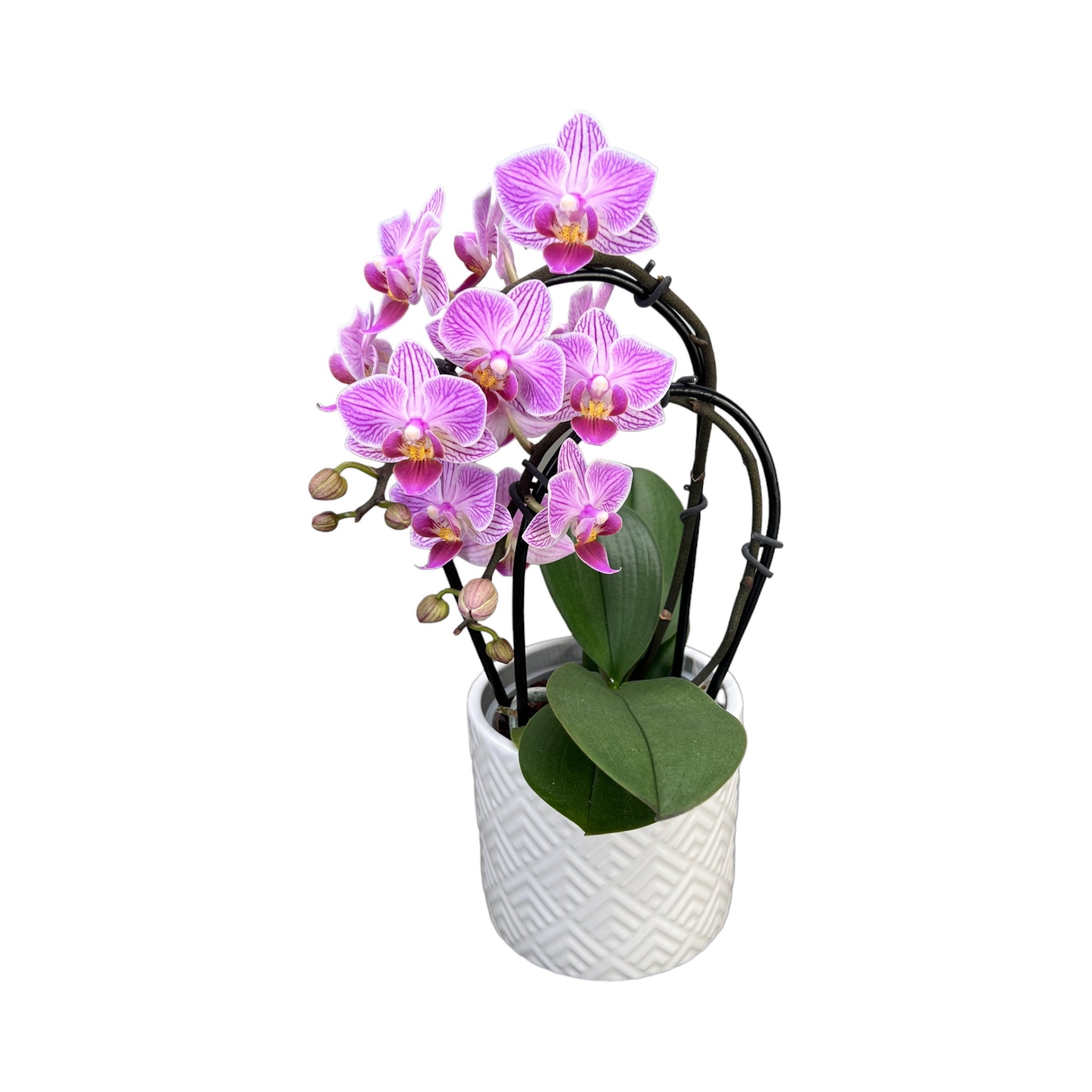 Cascade Orchid 9 cm-Mixed Colour in Ceramic - Orchid The Horti House