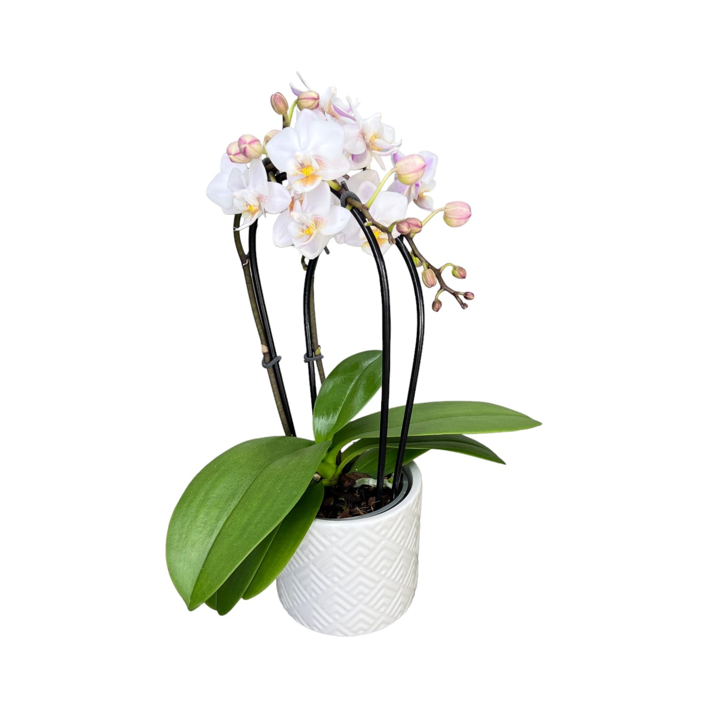 Cascade Orchid 9 cm-Mixed Colour in Ceramic - Orchid The Horti House