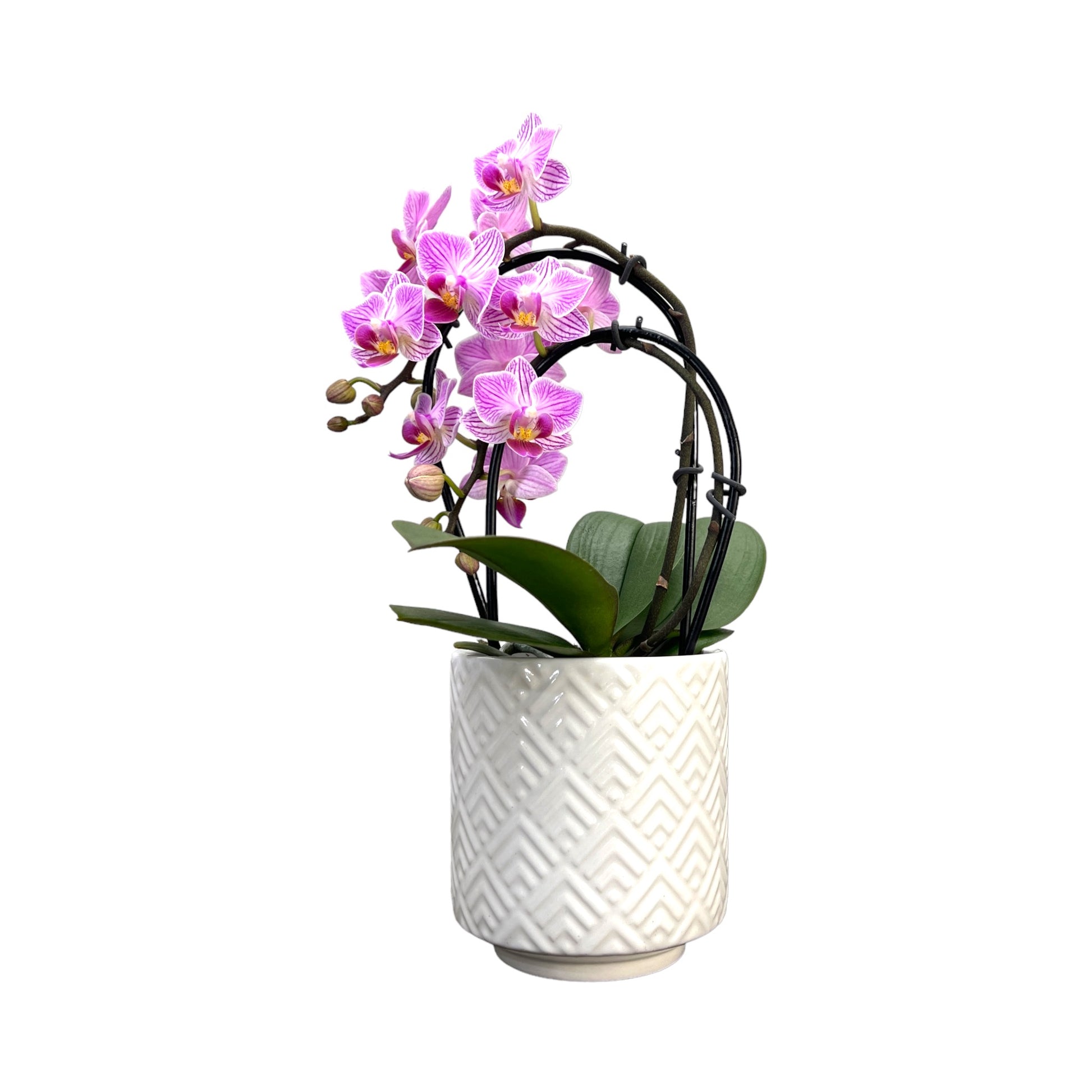 Cascade Orchid 9 cm-Mixed Colour in Ceramic - Orchid The Horti House