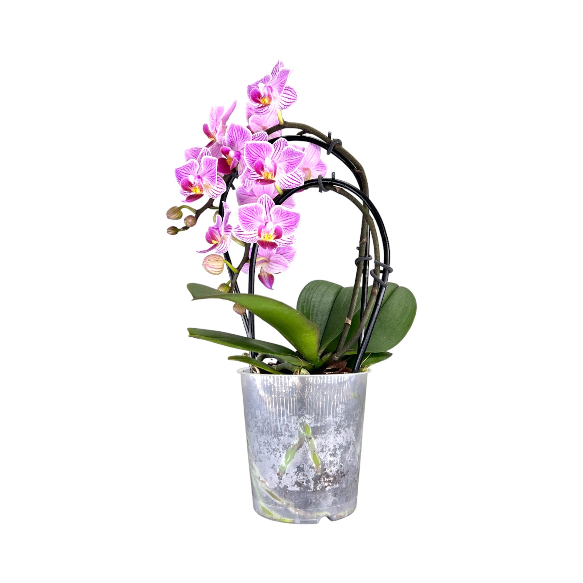 Cascade Orchid 9 cm Mixed Colour - Orchid The Horti House
