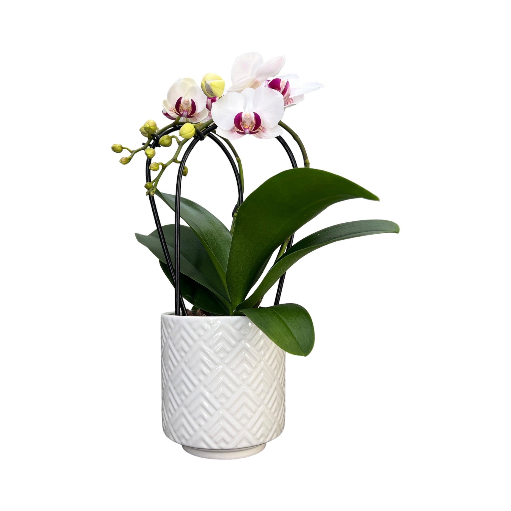Cascade Orchid 9 cm-Mixed Colour in Ceramic - Orchid The Horti House