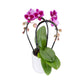 Cascade Orchid 9 cm-Mixed Colour in Ceramic - Orchid The Horti House