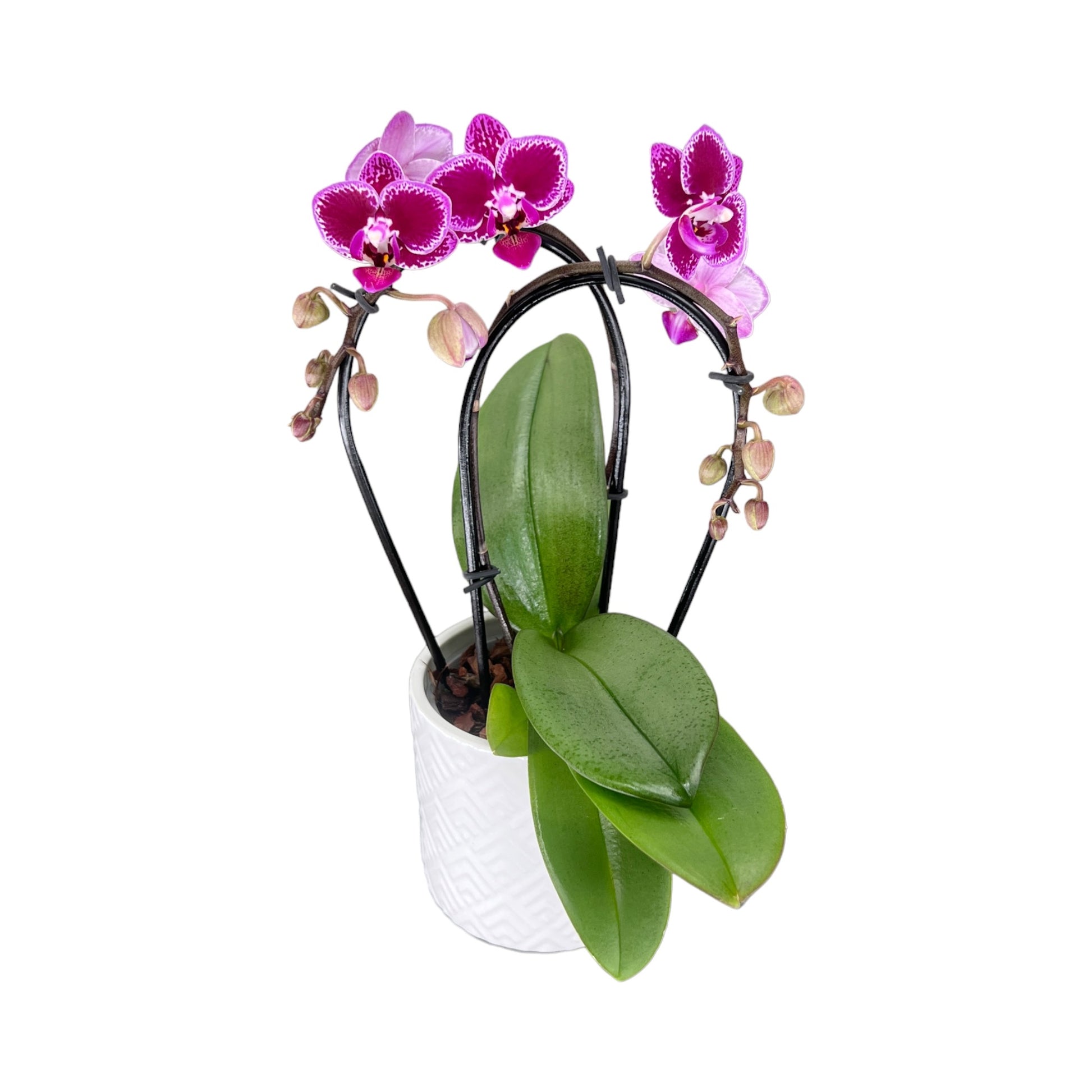 Cascade Orchid 9 cm-Mixed Colour in Ceramic - Orchid The Horti House