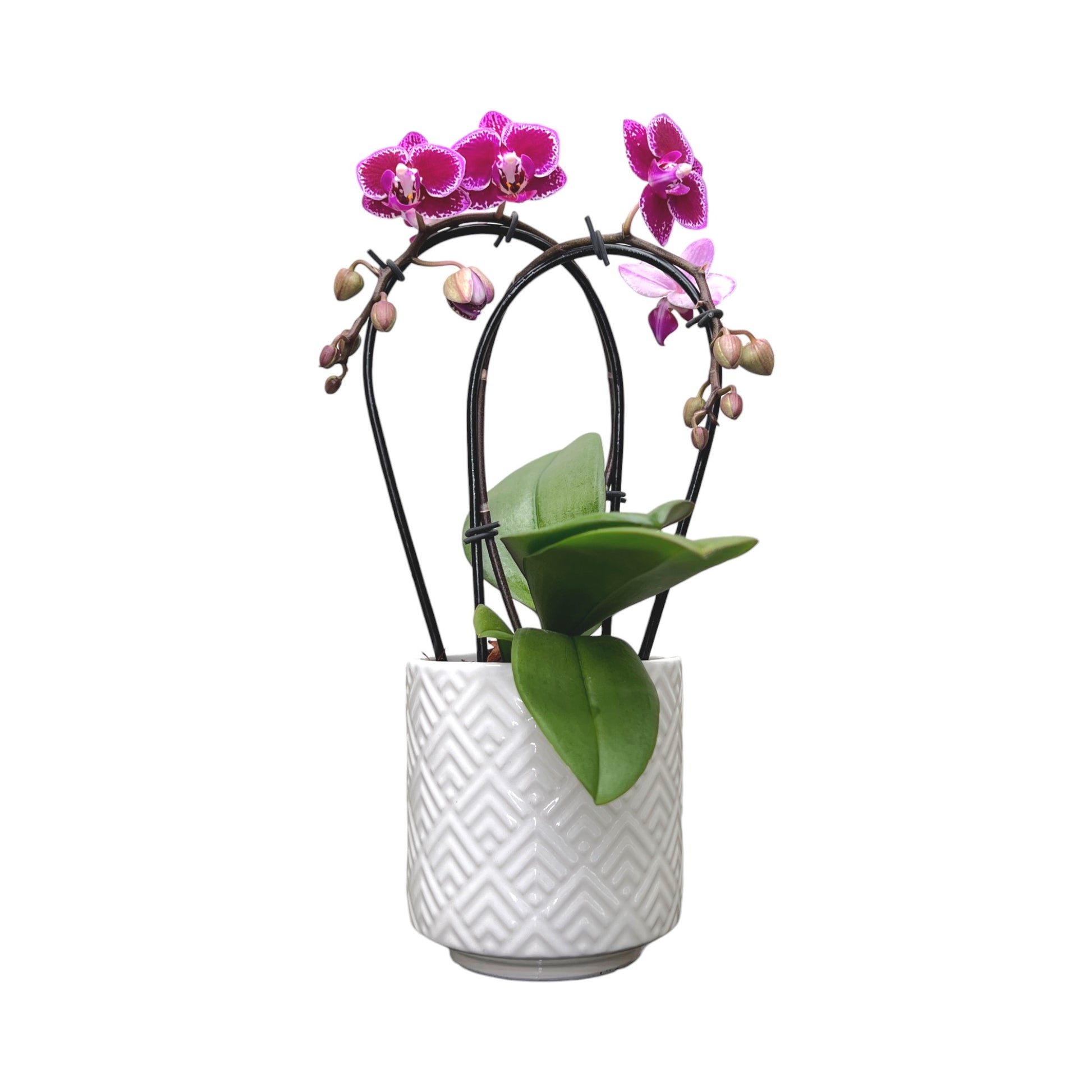 Cascade Orchid 9 cm-Mixed Colour in Ceramic - Orchid The Horti House