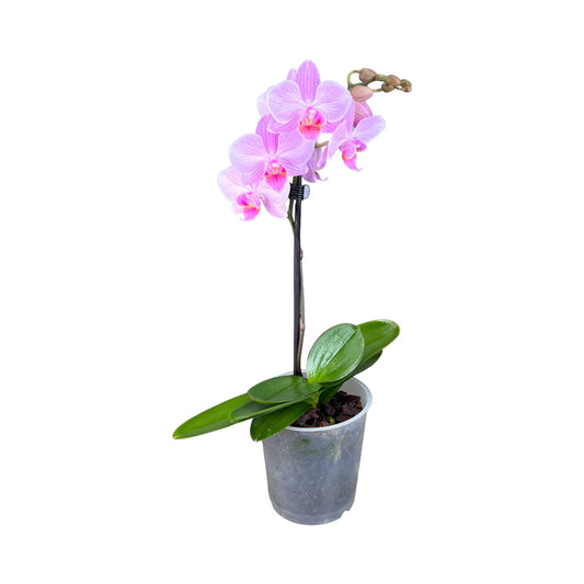 Single Stem 9cm Orchid Mixed Colours