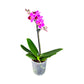Single Stem 9cm Orchid Mixed Colours