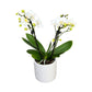 Twin Stem 9cm Orchid in Ceramic White - Orchid The Horti House