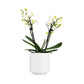 Twin Stem 9cm Orchid in Ceramic White - Orchid The Horti House