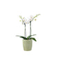Phalaenopsis 9cm Twin Stem Mix In Windsor Ceramic